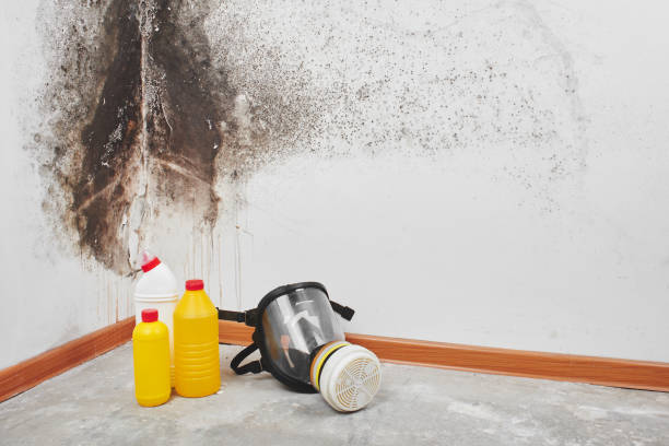 Best Fast Mold Removal  in York, NE