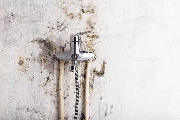 Best Black Mold Removal  in York, NE