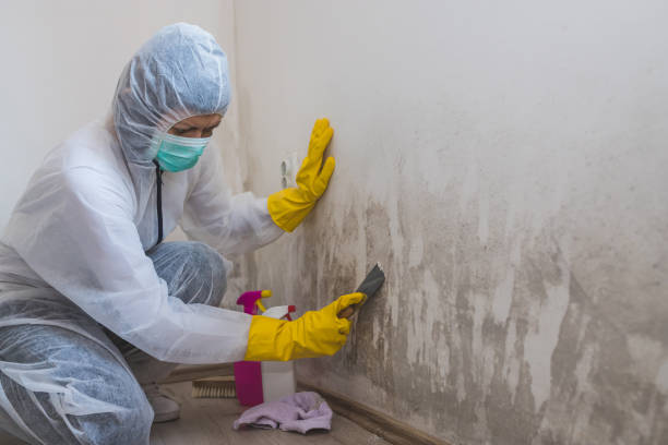 Best Best Mold Removal Companies  in York, NE