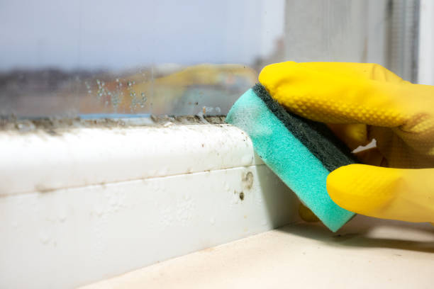 Best Attic Mold Removal  in York, NE