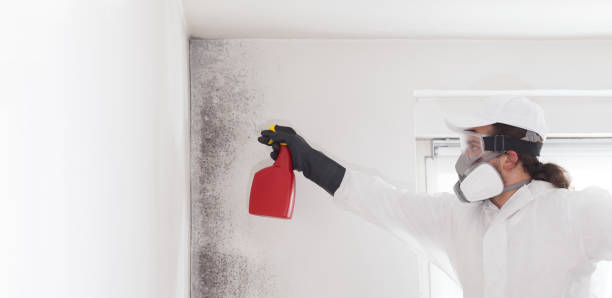 Best Local Mold Removal Service  in York, NE