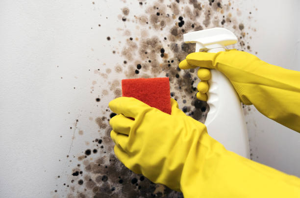 Best Toxic Mold Removal  in York, NE