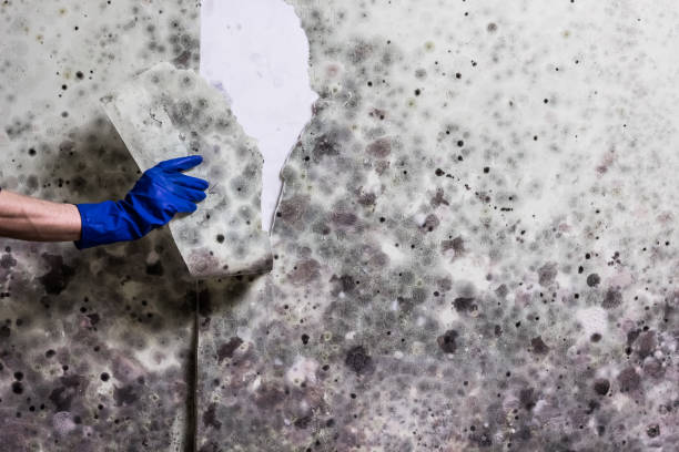 Professional Mold Removal in York, NE