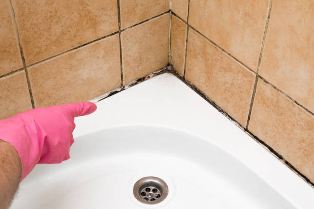 Best Mold Cleaning Services  in York, NE